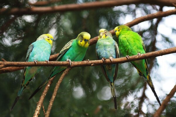 Cuatro loros tropicales en una rama