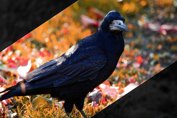 Corbeau sur fond de feuillage d automne. Oiseau dans le parc