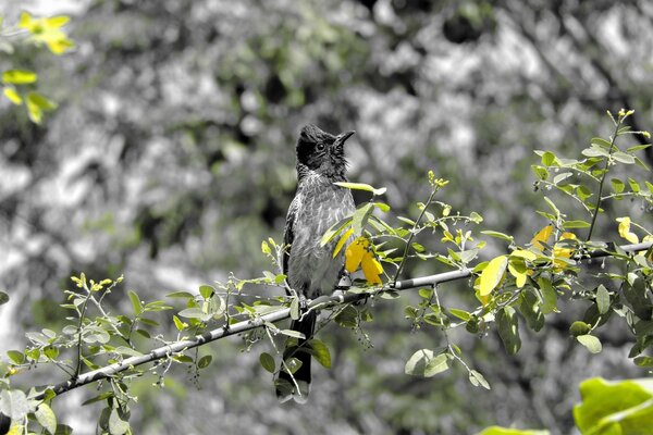 Ein Vogel hat sich in den Bergen versteckt