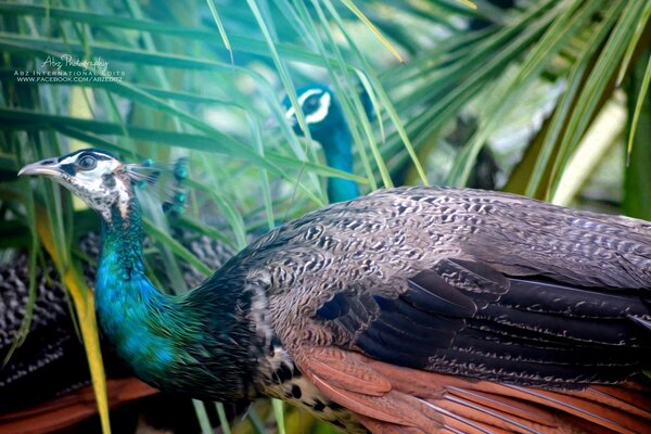 Palmeras, vegetación. Pavo real en la naturaleza