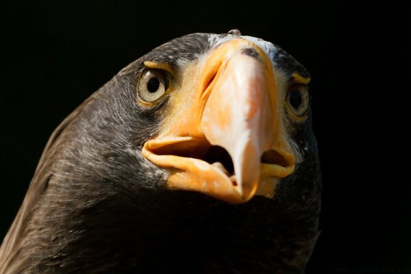 Räuberischer Blick eines Adlers. Vogel auf dunklem Hintergrund