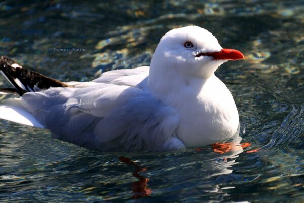 A seagull floating on the water