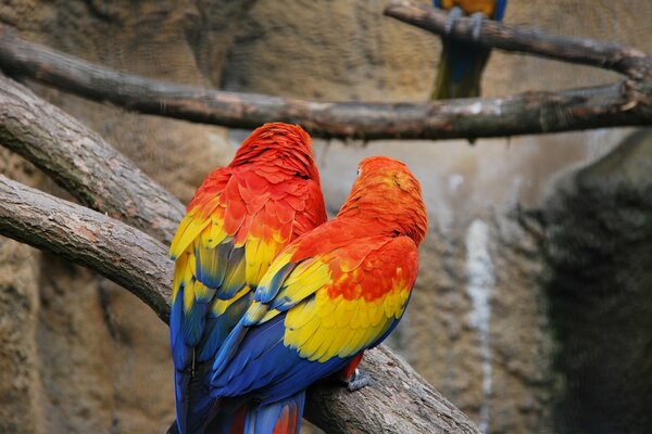 En el zoológico vive un pájaro loro, hermosa naturaleza