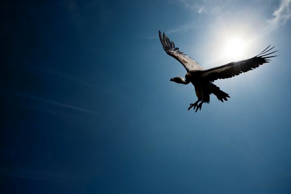 An eagle soaring in the blue sky