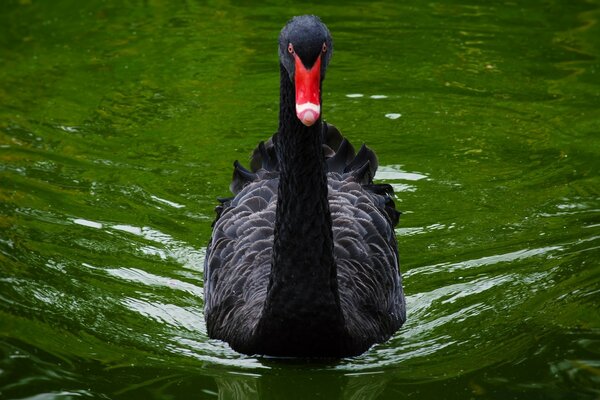 Cisne negro en la naturaleza