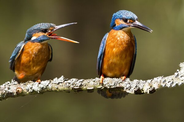 Aves exóticas se comunican entre sí