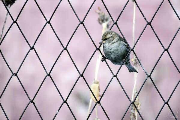 Ein Netz aus Eberesche und ein darin sitzender Vogel