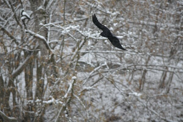 Schwarze Krähe fliegt vor dem Hintergrund der Bäume im Schnee