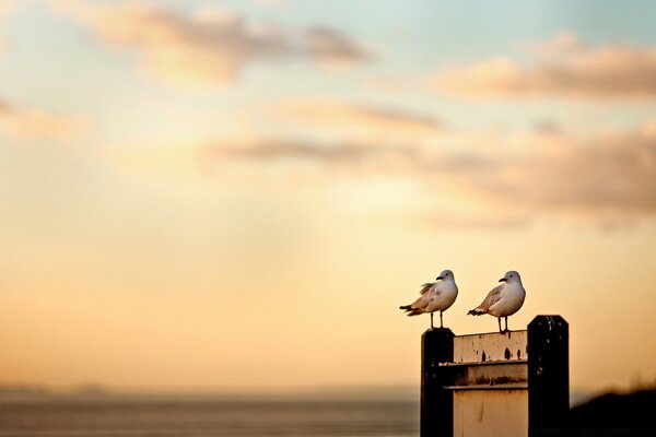 Dos gaviotas en el fondo de la puesta de sol