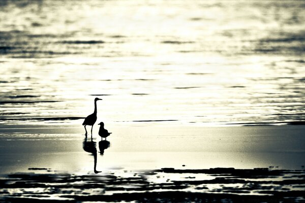 Bird walk on the beach