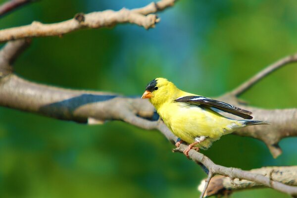 Pájaro yellowseed en una rama la primavera ha llegado