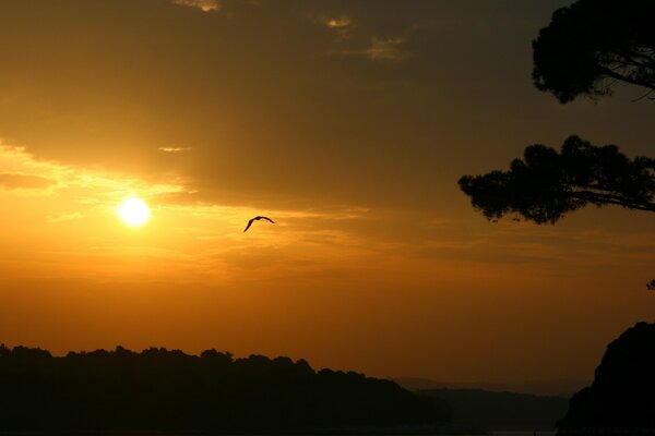 Der Vogel fliegt in den Strahlen der Sonnenuntergangssonne