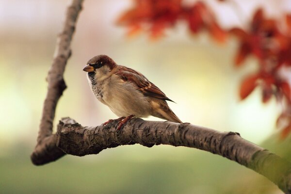 A bird in the open air sits on a branch