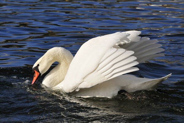 Ein Schwan spritzt auf dem Wasser