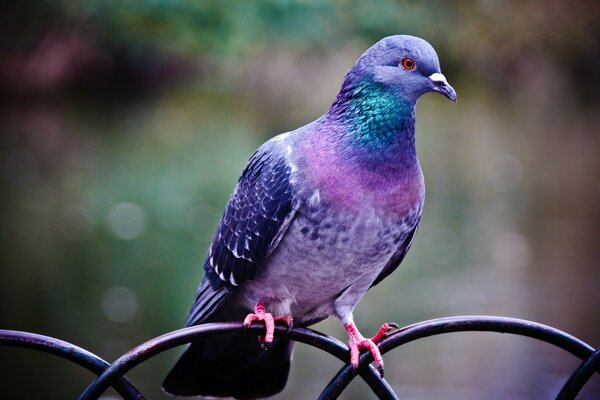 Pigeon est assis sur la clôture et se repose