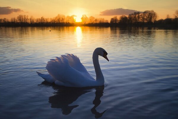 Cisne branco na superfície da água