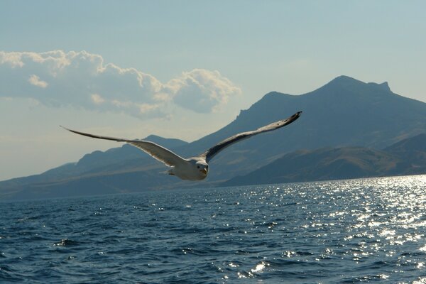 A seagull flies against the background of water