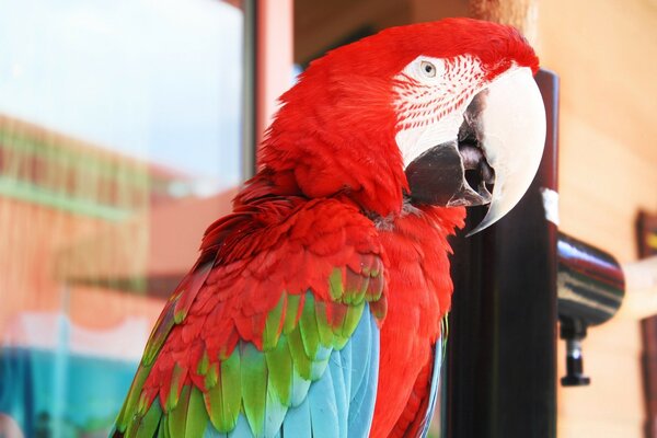 A colorful parrot is looking at you