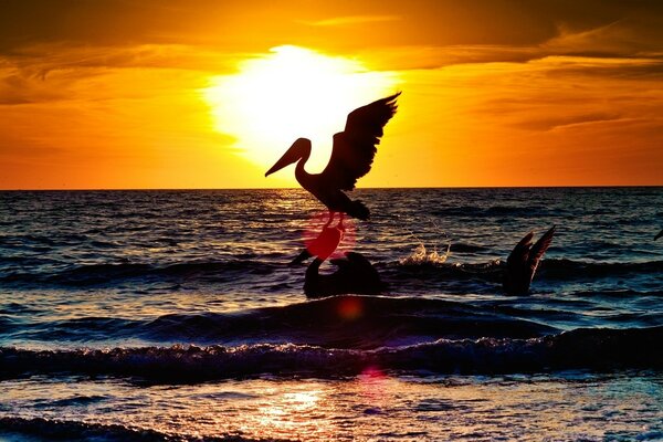 Flamingos at sunset of the sea