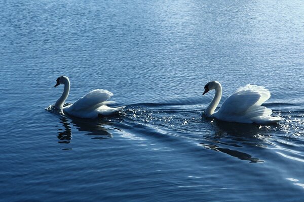 Zwei Schwäne, die am Schwanensee schwimmen