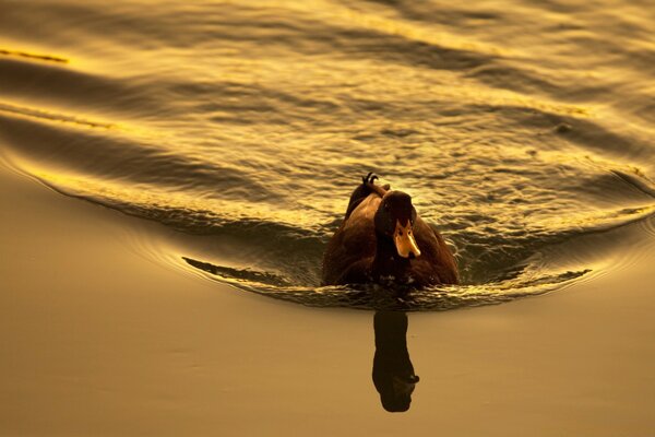 A black duck in a pond. Wonderful nature