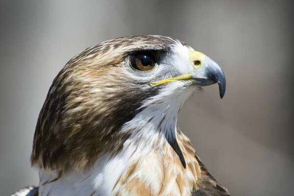 The proud look of a bird of prey. Wild Eagle