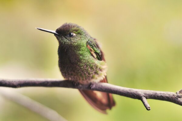 A perched little bird on a branch