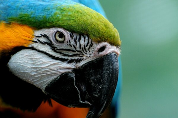 Papagaio brilhante no zoológico