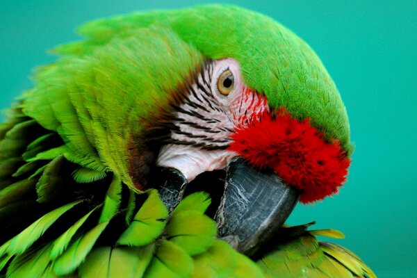 Guacamayo hermoso loro brillante