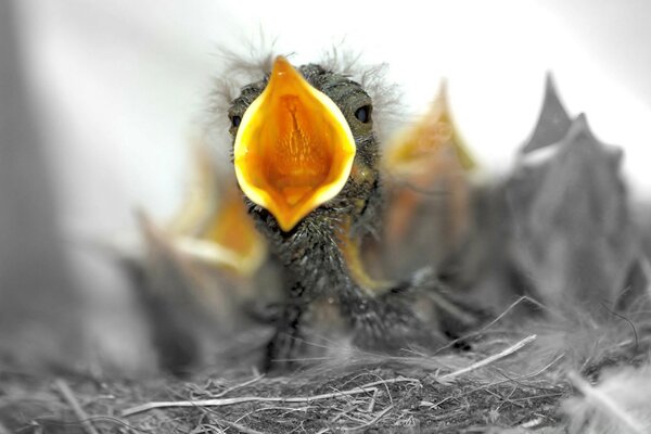 Das gelbhaarige Küken schreit im Nest