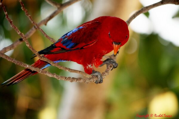 Loro rojo en una rama