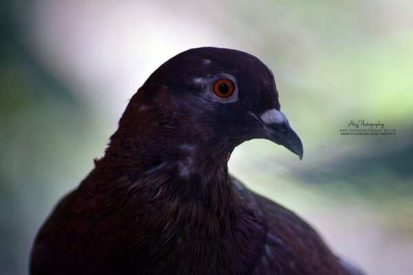 Bird in the open air nature