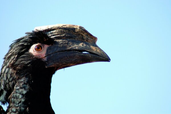 Porträt eines ungewöhnlichen seltenen Vogels