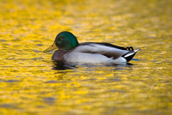 Le lac et le canard qui y nage