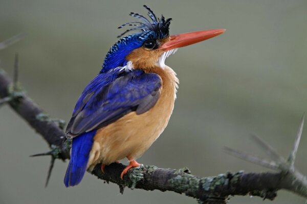 Oiseau merveilleux sur l arbre