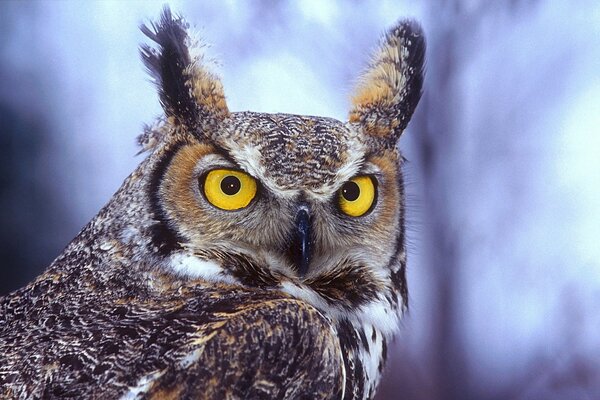 Hibou à oreilles avec des yeux jaunes