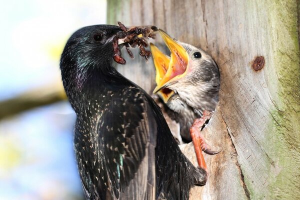 Aves na natureza