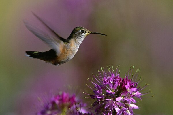 Un pequeño pájaro vuela sobre una flor lila