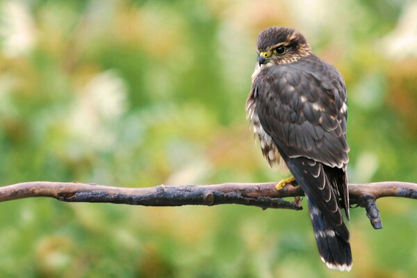 A bird sitting on a branch in the open air