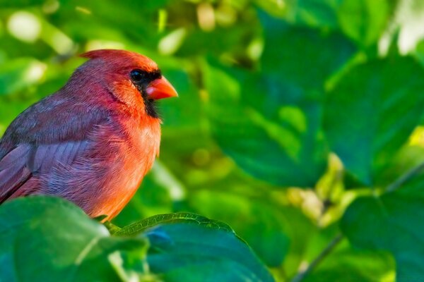 A bright bird among the branches in nature