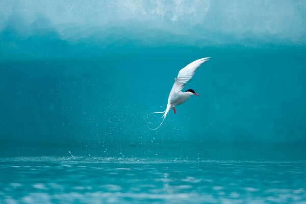 El océano, las salpicaduras. Pájaro volando sobre el agua