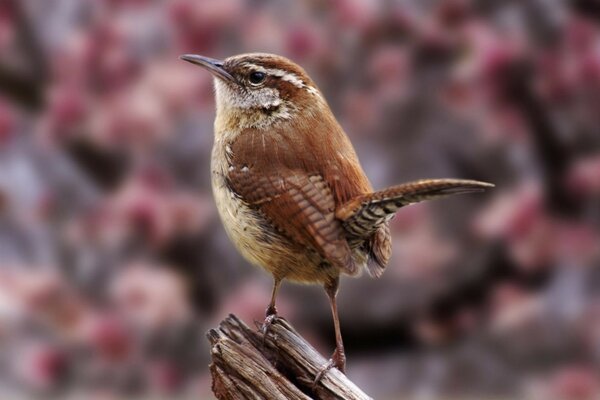 Nahaufnahme von einem Vogel in der Natur gefilmt