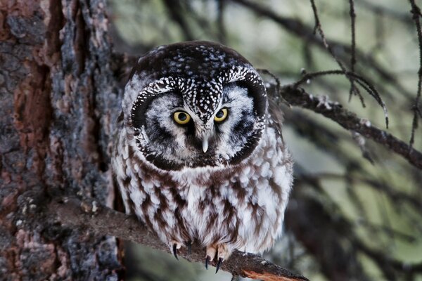 A brooding owl on a branch. Nature