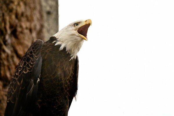 Aigle hurlant dans la nature