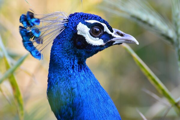 Blauer Vogel. Schöner Pfau im natürlichen Lebensraum