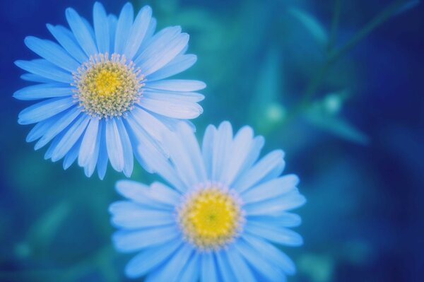 Marguerites flou macro bleu