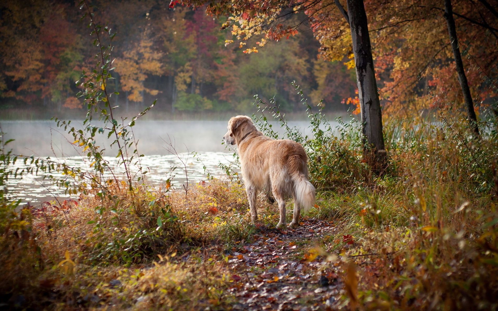 dogs fall outdoors nature grass landscape wood leaf