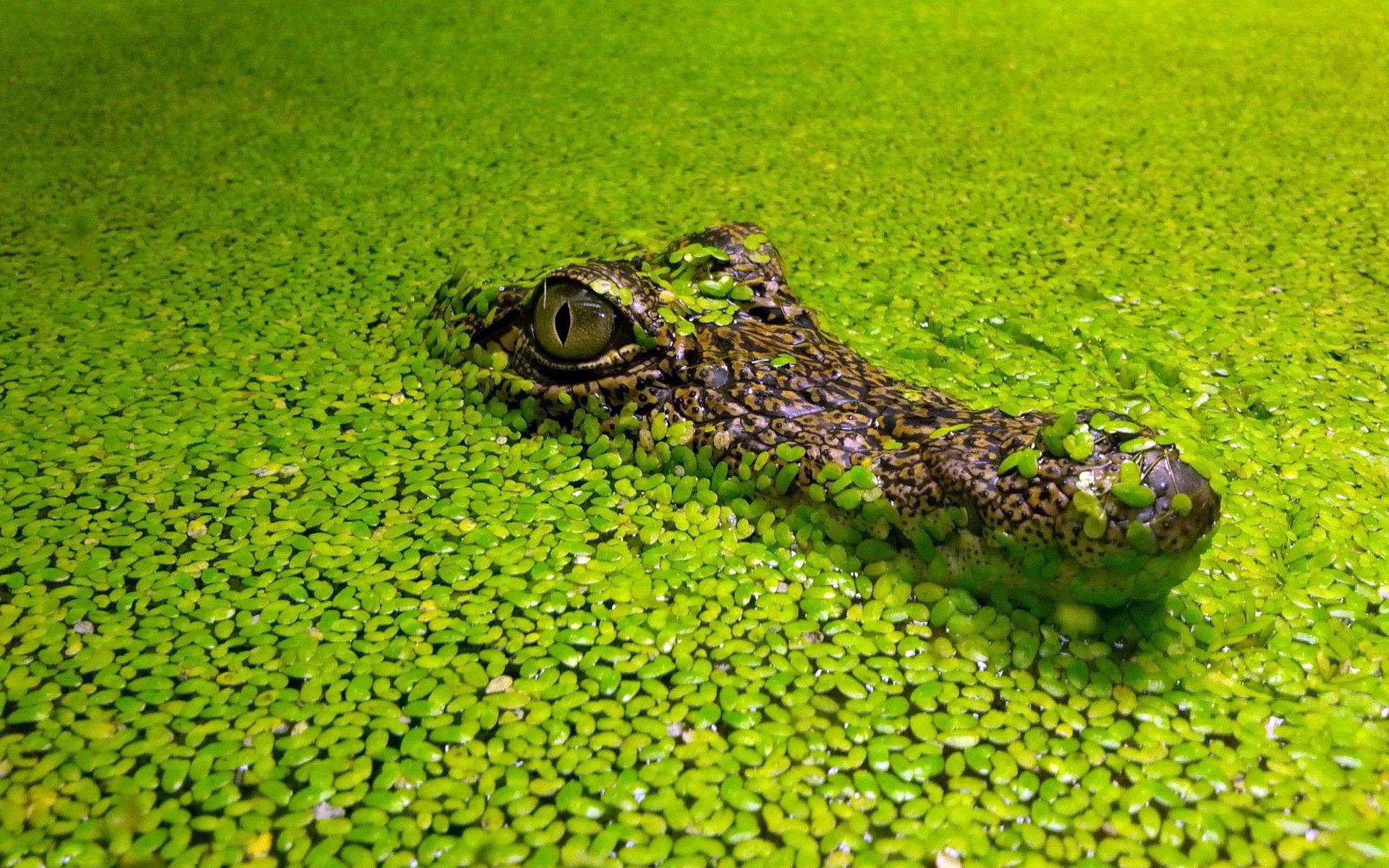 animaux nature eau flore piscine gros plan jardin été à l extérieur couleur parc bureau herbe lac tropical environnement belle aquatique marais