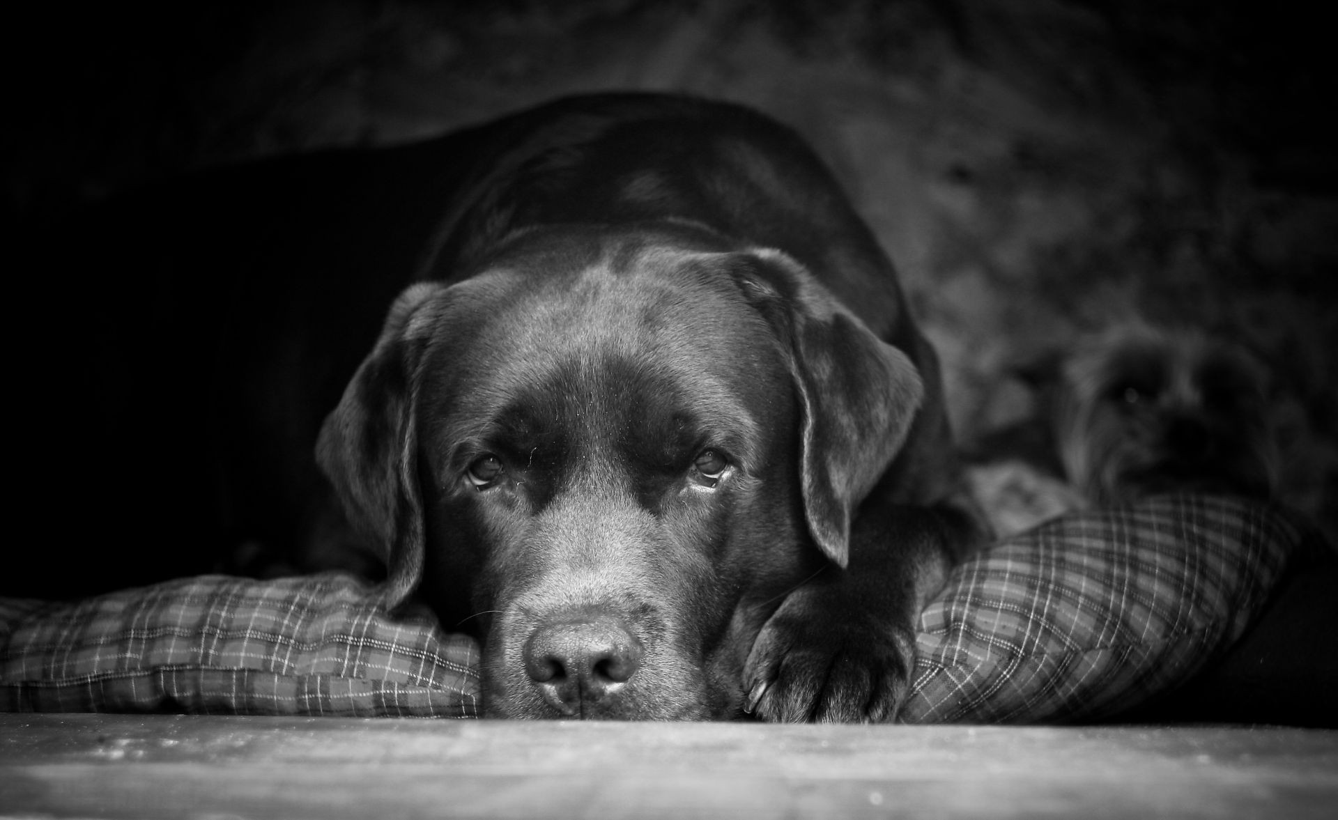 chien chien portrait animal animal de compagnie cynologue monochrome retriever mammifère chiot mignon sommeil