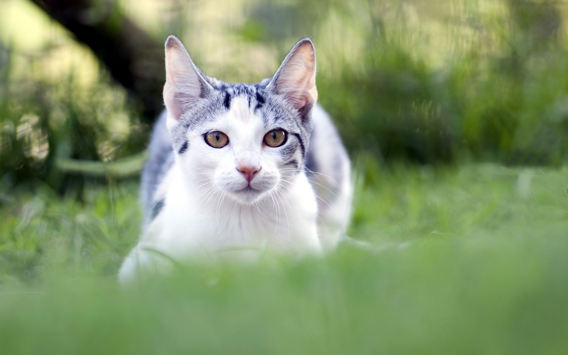 chat animal herbe mignon nature animal de compagnie domestique chat mammifère fourrure portrait jeune petit enfant à l extérieur la navigation s asseoir chaton